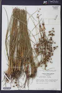 Juncus scirpoides image