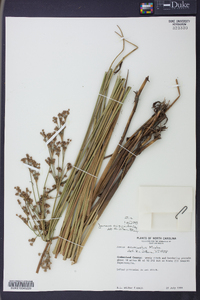 Juncus scirpoides image