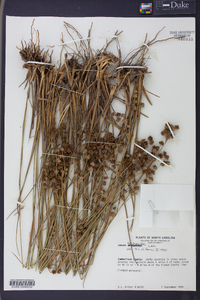 Juncus scirpoides image