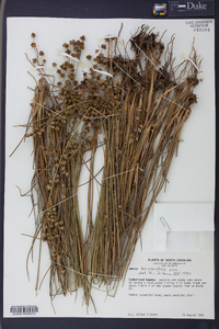 Juncus scirpoides image