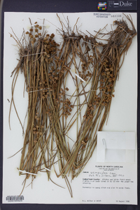 Juncus scirpoides image