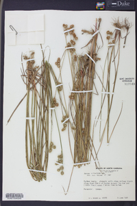 Juncus scirpoides image