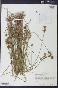 Juncus scirpoides image