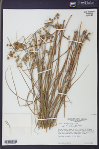 Juncus scirpoides image