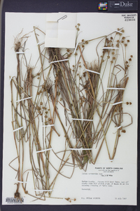 Juncus scirpoides image