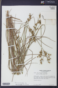 Juncus scirpoides image