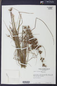 Juncus scirpoides image