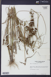 Juncus scirpoides image