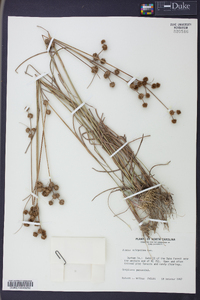 Juncus scirpoides image