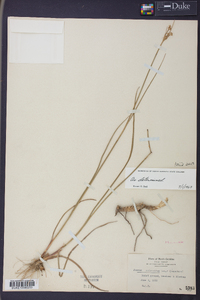 Juncus scirpoides image