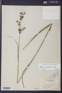 Juncus scirpoides image