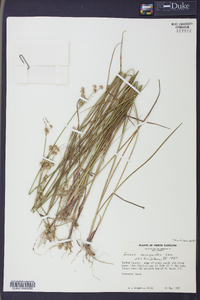 Juncus scirpoides image