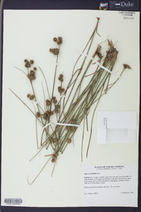 Juncus scirpoides image