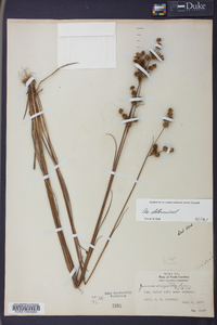 Juncus scirpoides image