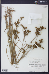 Juncus scirpoides image