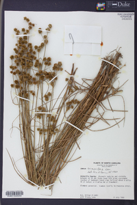 Juncus scirpoides image