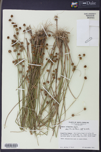 Juncus scirpoides image