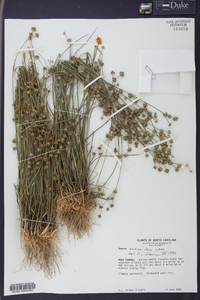 Juncus scirpoides image