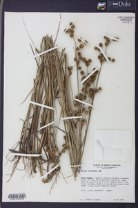 Juncus scirpoides image