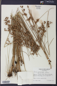 Juncus scirpoides image