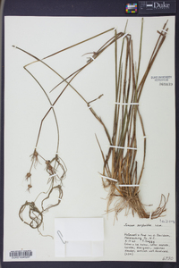 Juncus scirpoides image