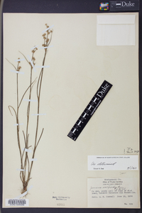 Juncus scirpoides image