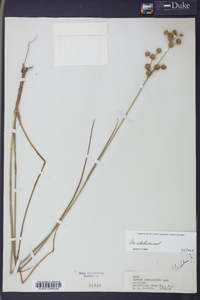 Juncus scirpoides image