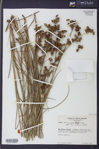 Juncus scirpoides image