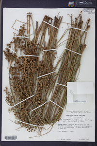 Juncus scirpoides image