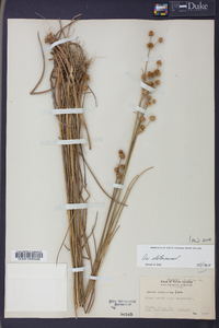 Juncus scirpoides image