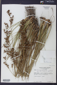 Juncus scirpoides image