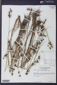 Juncus scirpoides image