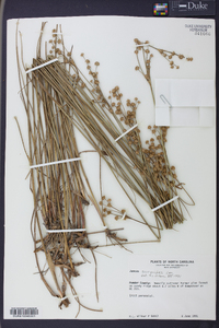 Juncus scirpoides image