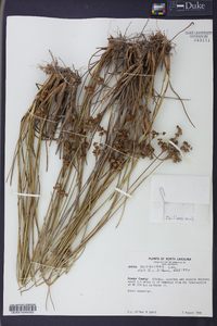 Juncus scirpoides image