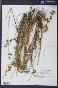 Juncus scirpoides image