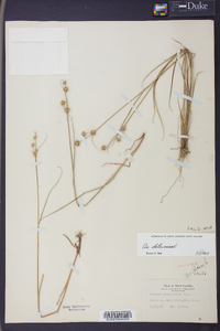 Juncus scirpoides image