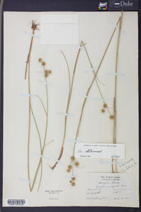 Juncus scirpoides image