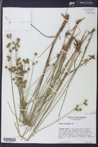 Juncus scirpoides image