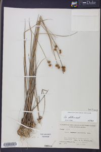 Juncus scirpoides image