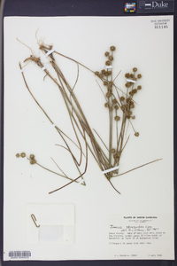 Juncus scirpoides image