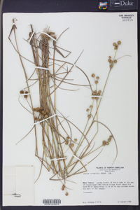 Juncus scirpoides image