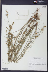 Juncus scirpoides image