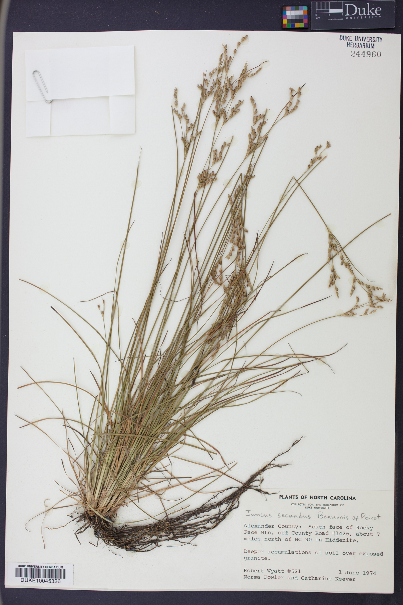 Juncus secundus image