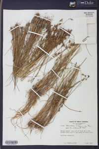 Juncus secundus image