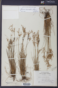 Juncus secundus image