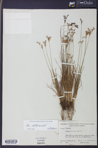 Juncus secundus image