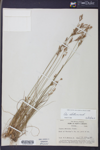 Juncus secundus image