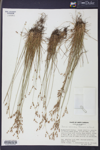 Juncus secundus image