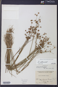 Juncus subcaudatus image