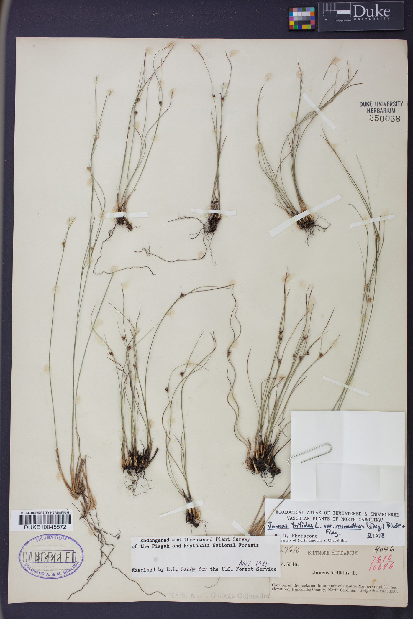 Juncus trifidus var. monanthos image
